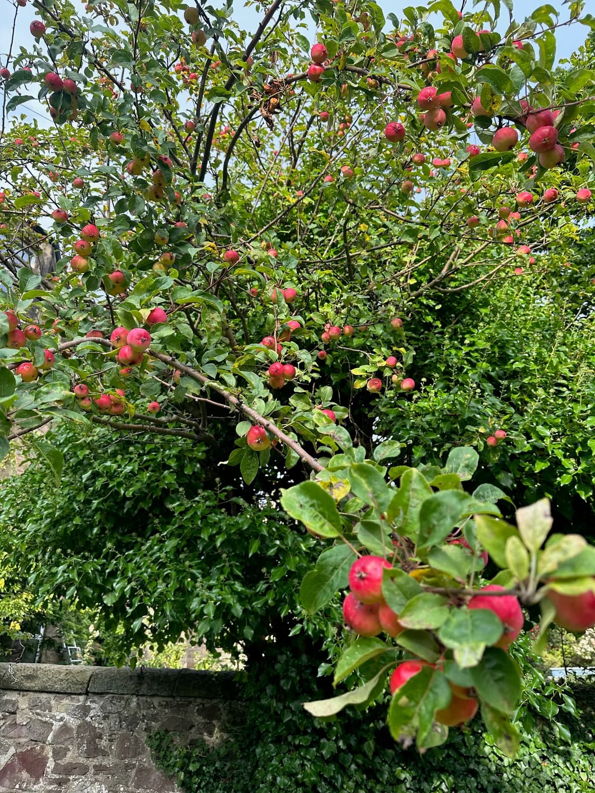 Red apples growing on leafy branches in the garden
