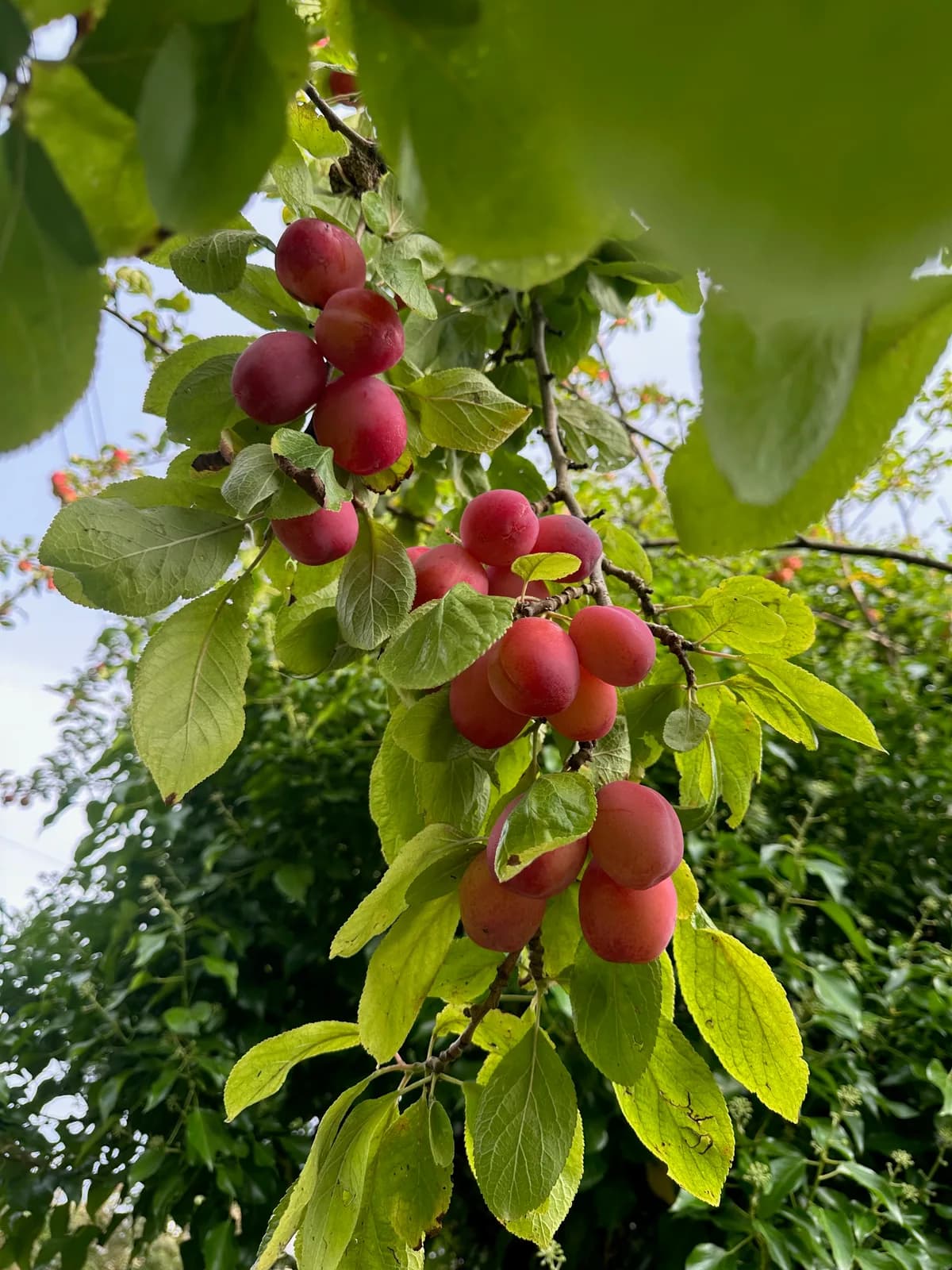 Clusters of reddish-purple fruit hanging beneath green leaves