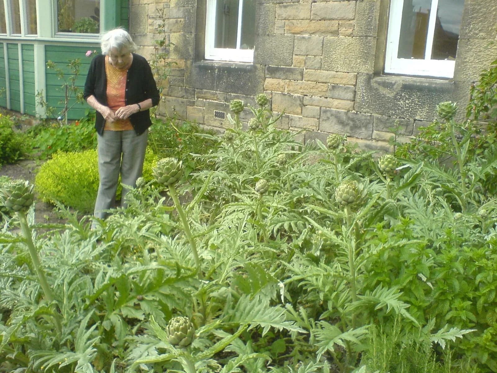 Mum picking artichokes among the tall plants beside the house
